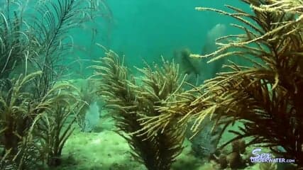 Underwater Scuba Sex